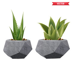 Green succulent plant in beige flowerpot 3D realistic tree front view. Popular indoor plants elements and succulents rosettes varieties including pin cushion cactus realistic collection isolated