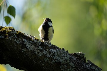Obraz na płótnie Canvas Closeup shot of small bird perched on trunk against blurred background