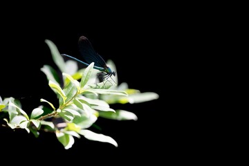 Closeup shot of dragonfly on white flowers against isolated black background