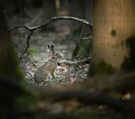 Naklejka na ściany i meble European Hare rabbit in a forest during daytime
