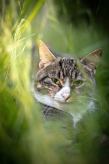 Vertical closeup of a cat surrounded by greenery