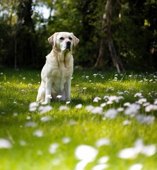 Adorable labrador retriever on a green field with white wildflowers