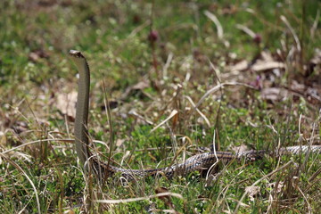 Japanese striped snake standing up