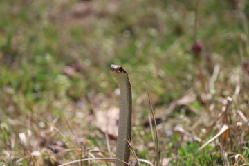 Fototapeta premium Japanese striped snake standing up