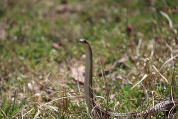 Japanese striped snake standing up