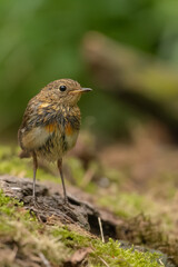Rouge-gorge familier