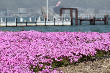 琵琶湖の桟橋とシバザクラ