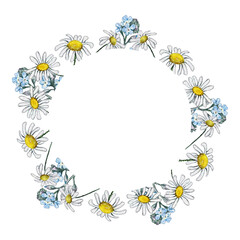 Summer wreath of wild flowers. Forget me not and chamomile. Watercolor illustrations.