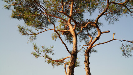 the morning hours of the pine tree.