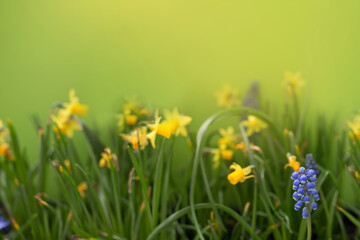 Wiosenne kwiaty  na zielonym tle, żółte żonkile i niebieskie szafirki w promieniach słońca, tło do publikacji
