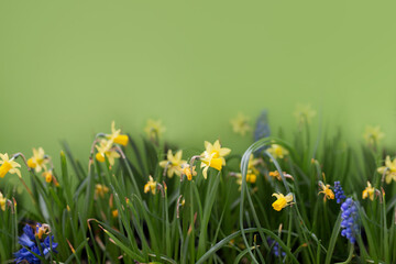 Wiosenne kwiaty  na zielonym tle, żółte żonkile i niebieskie szafirki w promieniach słońca,...
