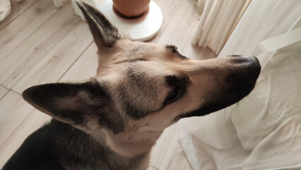 Dog German Shepherd inside of the room. Russian eastern European dog veo indoors