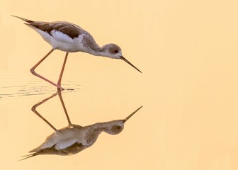 Closeup shot of a black wing stilt (Himantopus himantopus) with its reflection in the water