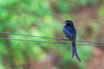 Closeup shot of a black drongo on the branch of a tree