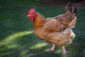 Closeup of a beautiful chicken standing on the grass in a sunny field - animal welfare concept