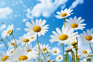 Field of white daisies with blue sky in the back ground. Generative AI.