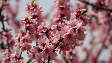 Peach Blossoms in 2023.