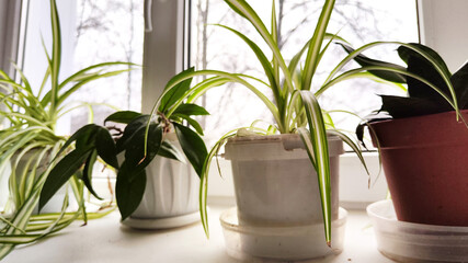 Live green flowers in pots on the windowsills and the day outside the window. Taking care of home plants. Calamus flower in a pot