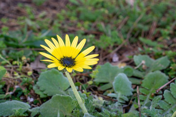 Yellow daisy flowers in macro