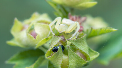 White Goldenrod Crab Spider, Misumena Vatia, on mallow flowerhead