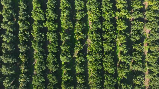 Top down view of mature Avocado trees