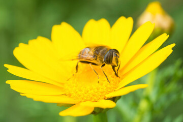 Common Drone Fly, Eristalis Tenax, on yellow corn marigold Glebionis Segetum