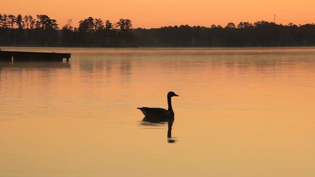 Tranquil Lake Murray SC sunrise with canada goose