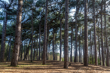 Sunlight shining through pine woodland, at Formby in Merseyside