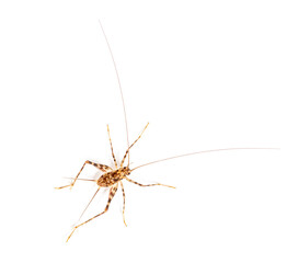 Cave Crickets ,  Rhaphidophoridae specie, isolated on white