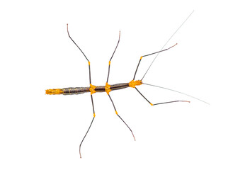 Peruvian stick insect View from above, Oreophoetes peruana, isolated on white