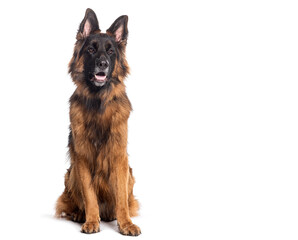 long-haired German shepherd panting mouth open, isolated on white