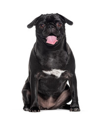 Sitting black Pug dog panting and looking at the camera, Isolated on white