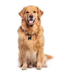Happy sitting and panting Golden retriever dog looking at camera, Isolated on white - 592259953