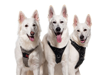 Head shot of a Group of Swiss Shepherd Dogs panting wearing an harness, Isolated on white