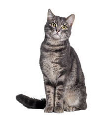 Grey tabby cat sitting and looking at the camera, isolated on white
