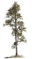 Fototapeta premium Un grand arbre mince, isolé sur fond blanc, mégascans Quixel
