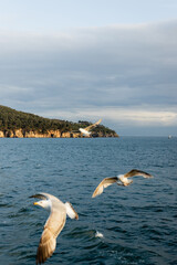 Fototapeta na wymiar Blurred birds flying above sea with coastline at background in Turkey.