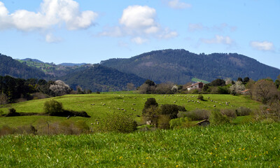 Fototapeta premium Sheep on a meadow in spring, Basque Country, Spain