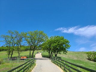 Fototapeta na wymiar path to the sky in the park