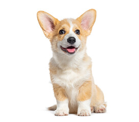 Obraz premium happy panting Welsh Corgi Pembroke Puppy Sitting, isolated on white