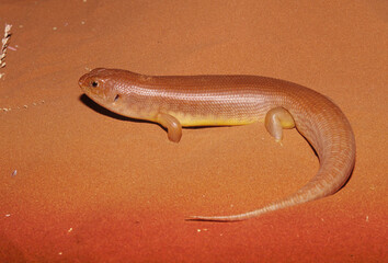 Pilbara crevice-skink