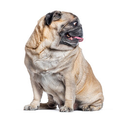 Obraz premium Seven Years old Pug dog sitting and looking away on its left, perfect profile head, isolated on white