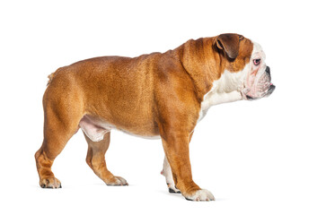 Perfect profile of a English Bulldog standing on a white background