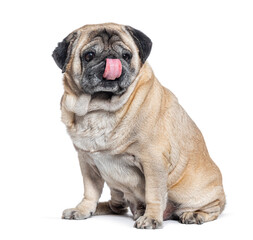 Seven Years old Pug dog sitting and licking itself, isolated on white
