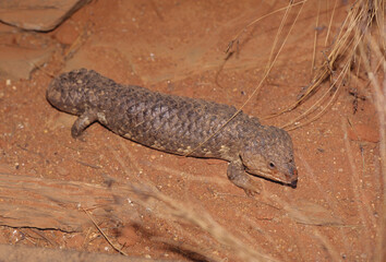 Tiliqua rugosa