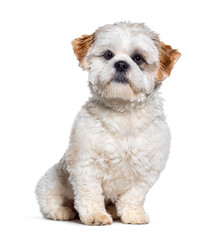 Shih Tzu dog looking at the camera sitting, isolated on white