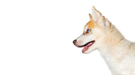 Obraz premium Close-up on profile Red Three months old Puppy Husky head mouth open looking away, isolated on white