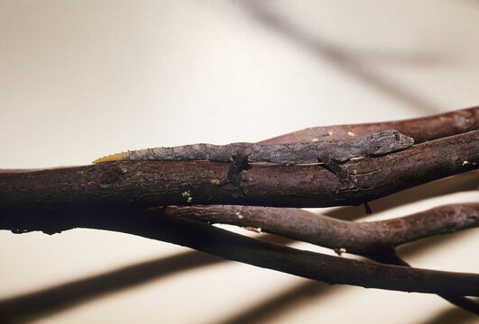 Northern spiny-tailed gecko