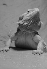Central bearded dragon