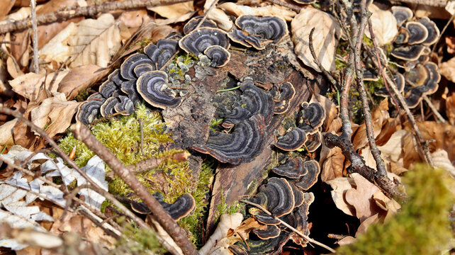 Zunderschwamm am Baumstamm im Wald